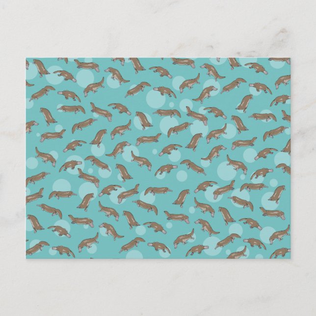 Cartão Postal Nadação de Platypuses (Frente)