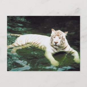 Cartão Postal Nadação de Tigre Branco Pacificamente