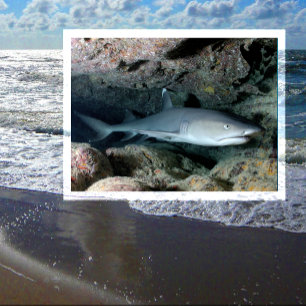 Cartão Postal Nadação de tubarão-recife branco em coral