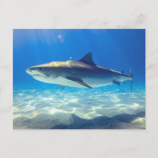 Cartão Postal Nadação de tubarões no oceano azul