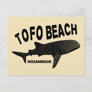 Cartão Postal Nadando Com Tubarões Baleia - Praia de Tofo Moçamb