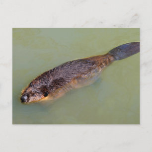 Cartão Postal Nado de castor norte-americano