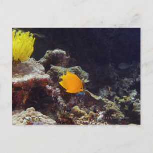 Cartão Postal Nado de tamboril (Centropyge heraldi)