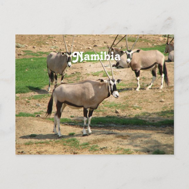 Cartão Postal Namíbia (Frente)