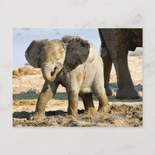 Cartão Postal Namíbia, África: Bebê Elefante Africano