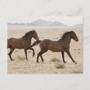 Cartão Postal Namíbia, Aus. Cavalos selvagens correndo no Namibe