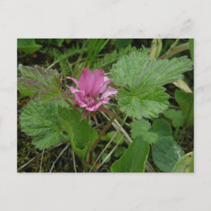 Cartão Postal Nangoon Blossom, Ilha de Unalaska