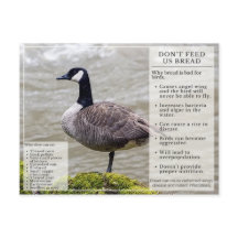 Não Alimente Pão para Pássaros Cartão-postal Canad