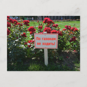 Cartão Postal Não escolha as flores, Ruas. Petersburgo, Rússia