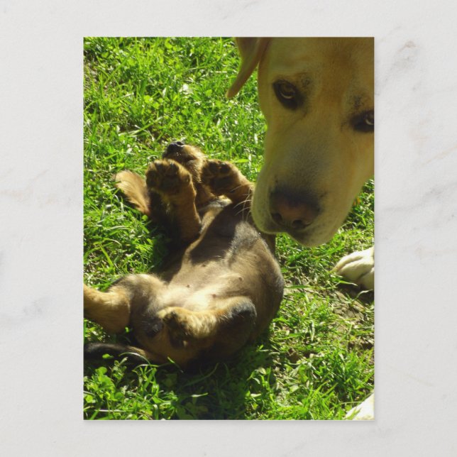 Cartão Postal Não fui eu (Frente)