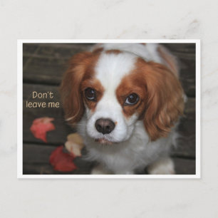 Cartão Postal Não me deixe   Verlass mich nicht