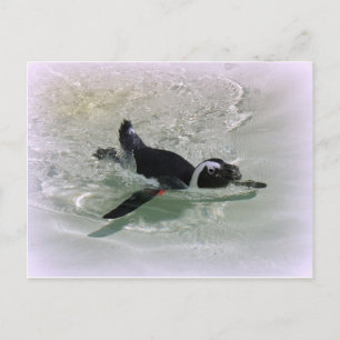 Cartão Postal Não posso ficar bravo ao olhar para um pinguim!