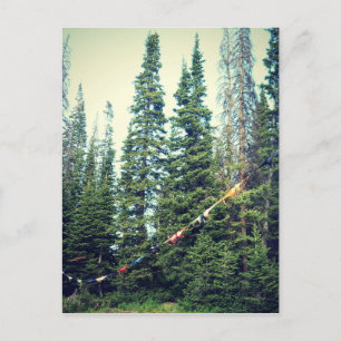 Cartão Postal Não São Permitidos Bras Na Floresta