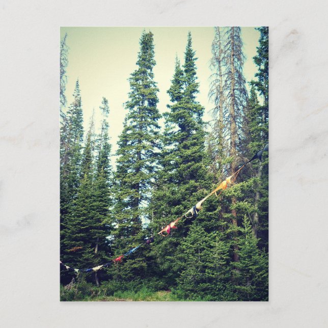 Cartão Postal Não São Permitidos Bras Na Floresta (Frente)