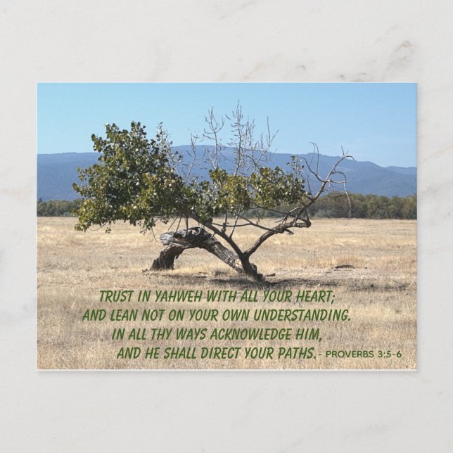 Cartão Postal Não se meta em seu próprio entendimento (Frente)