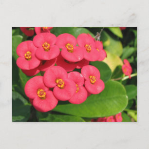 Cartão Postal Não tenho certeza de qual flor é esta