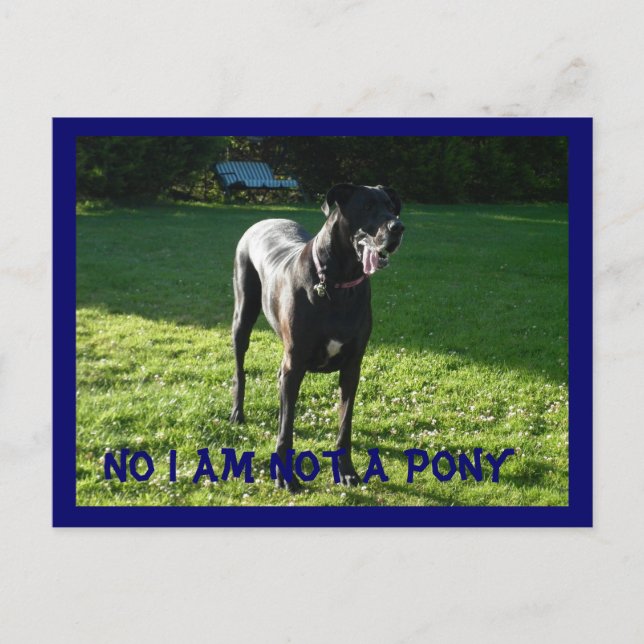 Cartão Postal Não Um Cartão-Postal Pony (Frente)