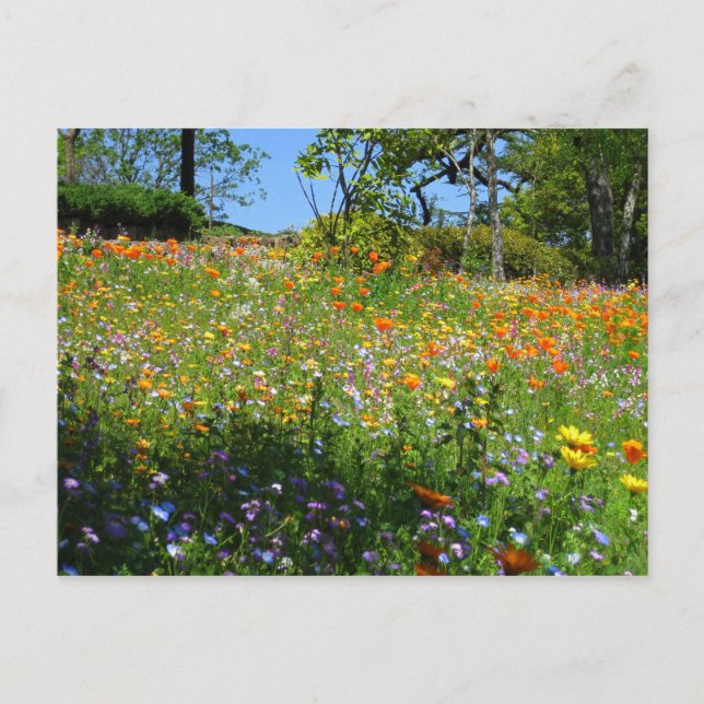Cartão Postal Napa wildflowers card (Frente)