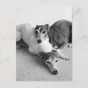 Cartão Postal Napping italiano Greyhounds