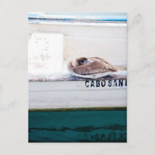 Cartão Postal Napping Pelican