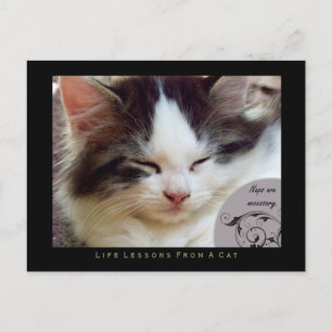 Cartão Postal Naps Lições de Vida de um Cartão-Postal para Gatos