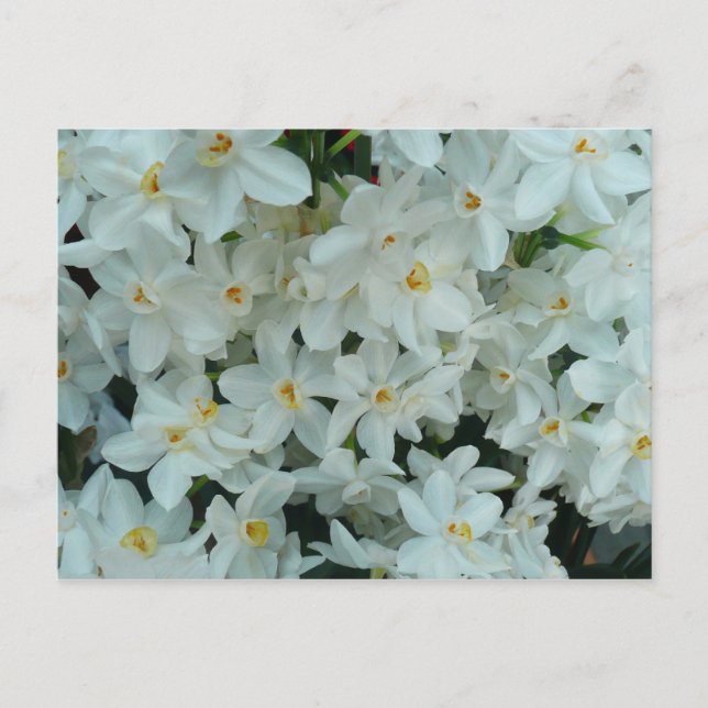 Cartão Postal Narciso Branco Delicado de Paperwhite Flores (Frente)