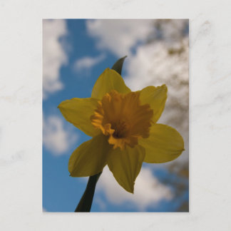 Cartão Postal Narciso na primavera