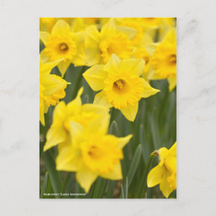 Cartão Postal Narciso "Sensação Antecipada" [Cartão Postal]