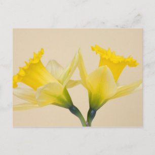 Cartão Postal Narcisos amarelos