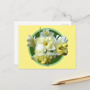 Cartão Postal Narcisos Brancos Amarelos Flores de Narciso