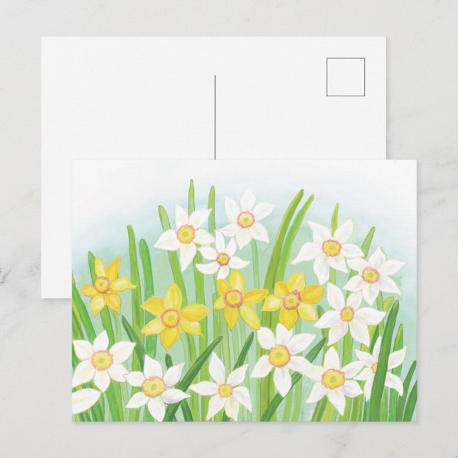 Cartão Postal Narcisos da Primavera  (Frente/Verso)