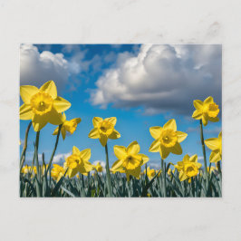 Cartão Postal Narcisos Dançando