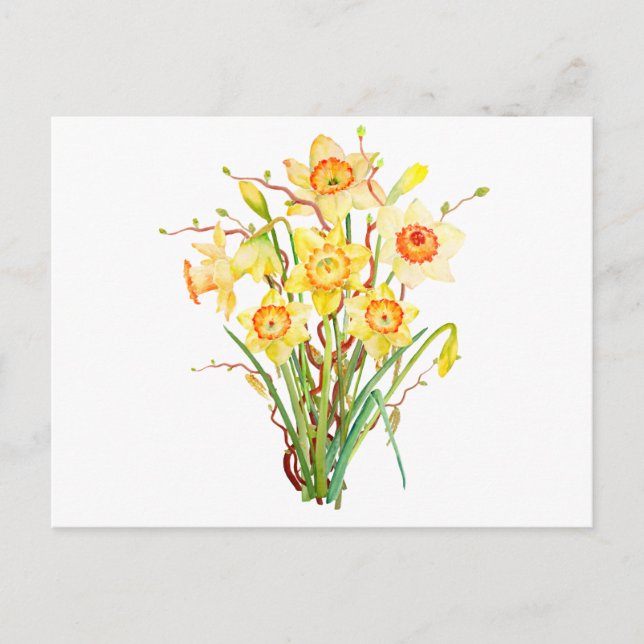 Cartão Postal Narcisos de flores da primavera em aquarela (Frente)