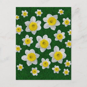 Cartão Postal Narcisos de Primavera