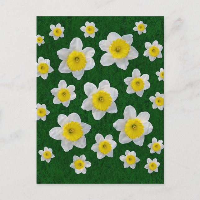 Cartão Postal Narcisos de Primavera (Frente)