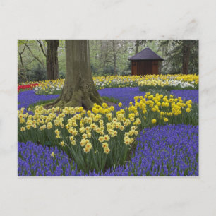 Cartão Postal Narcisos, jacintos e jardim de tulipas,