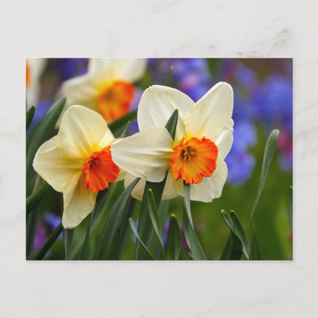 Cartão Postal Narcisos Luminosos (Frente)
