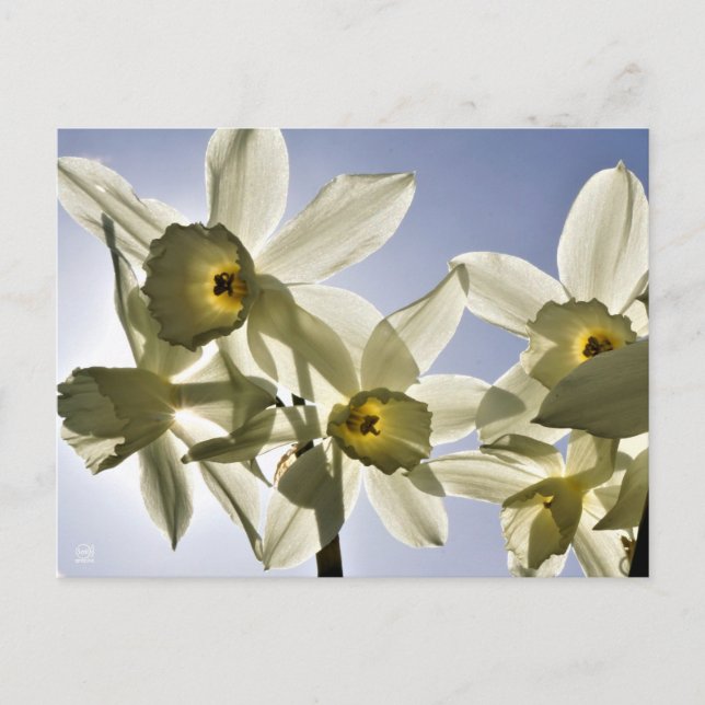 Cartão Postal Narcissen die bloeien met een lente blauwe lucht  (Frente)