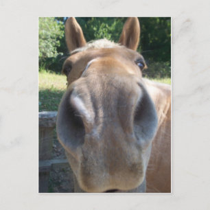 Cartão Postal Nariz de Cavalo