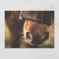 Nariz de Cavalo Marrom