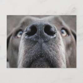 Cartão Postal Nariz de Dogue Alemão