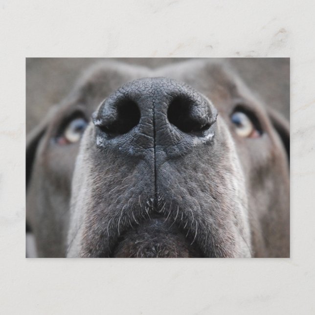 Cartão Postal Nariz de Dogue Alemão (Frente)