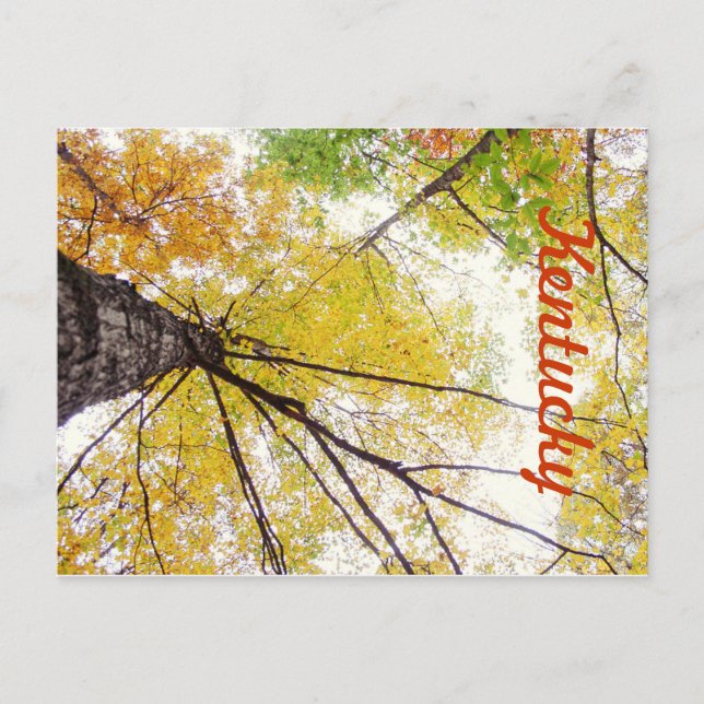 Cartão Postal Nas Árvores por JerseyFawn (Frente)