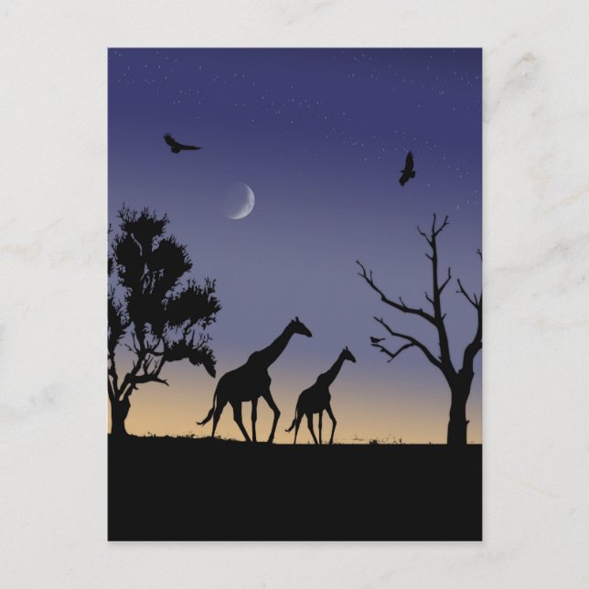 Cartão Postal Nascença africana - girafas (Frente)