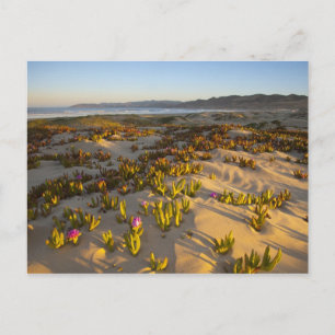Cartão Postal Nascer do sol ilumina as dunas de areia e a figuei