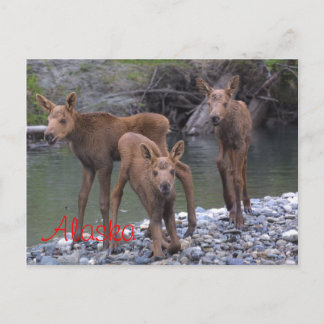 Cartão Postal Nascer No Alasca