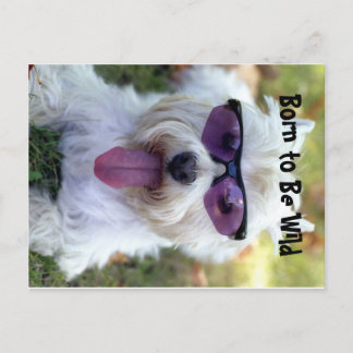 Cartão Postal Nascer para ser curinga