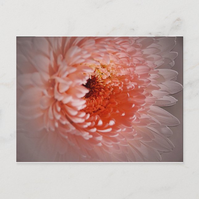 Cartão Postal Nascer para sucesso (Frente)