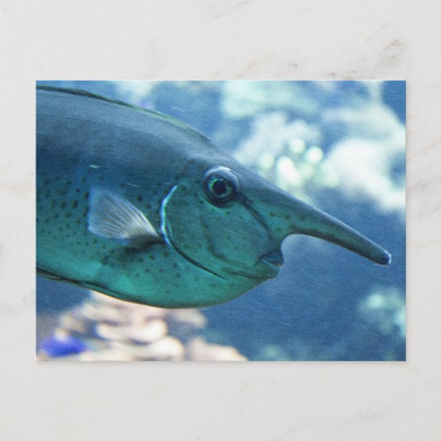 Cartão Postal Naso brevirostris (Frente)