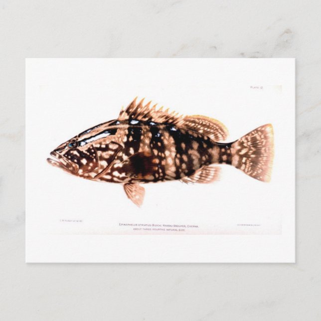 Cartão Postal Nassau Grouper (Frente)